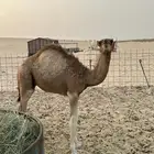 قعود