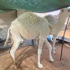 قعدان قصب