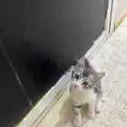 قطه لتبني عمره ثلاث اشهر