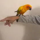 صن كنيور أليف جدا