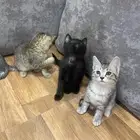 قطط صغيره سكوتش ستريت للبيع