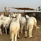 للبيع طليان سواكني