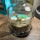 تيرايوم الشاطئ