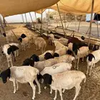بربري صومالي وتيوس صوماليه وسواكن حمري