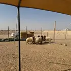 جذعان نعيمي بلدي مربوط من 60 يصلح لجميع المناسبات ا