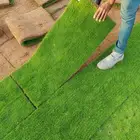ثيل طبيعي درجة اولي