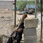 ديك نسل ابو ريتاج