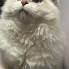 بيع قط همالايا