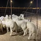 ذبايح فاخره فل شحم