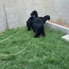 ذبايح نعيم عرب شحم ولحم