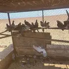 للبيع حمام 18 زوج