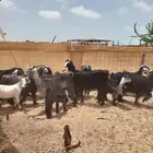 معزا عوارض 7 تحتها 6 ب 960