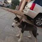 كلب هاسكي سيبيري