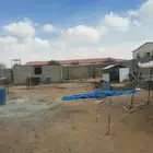 مستلزمات طيور