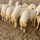 ذبايح حري ذبائح مناسبات ثلاجه يوجد توصيل