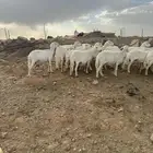 27 ضان دفيع