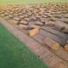 عشب طبيعي