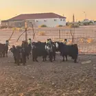 للبيع معزاء مضاريع