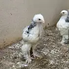 صيصان