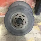 جنوط دينا شنبر