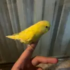 باجي اليف به خواف