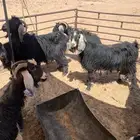 معزا عوارض 10