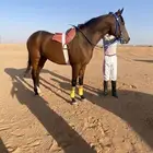 حصان فرنسي سرعه