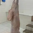 حري ذبائح مناسبات قيقه ثلاجه يوجد صلخ وتوصيل جده