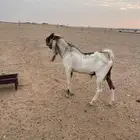 تيس فحل