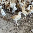 سلام عليكم فروخ اعماره شهر ونص الصحه ممتازه