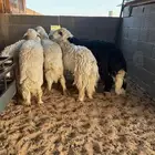 6 خرفان جزله 1 نجدي والباقي حويات للبيع