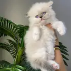 قطط كيتن للبيع