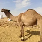 فحل اصفر من سلالة معدي الصفر