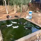 بط مصري وز عراقي دجاج بلدي