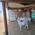 تيوس هولنديه العمر 4شهور الصحه مشالله