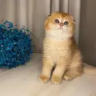 قطط سكوتش قولد للبيع