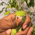 ببغاء درة الهندي