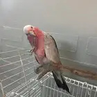 كوكاتو. قالا أليف