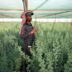 شتلات كميات واطوال ممتازة للمشاريع والافراد