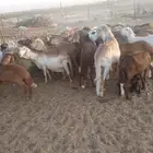 غنم سواكن