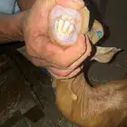 للبيع معزه محايليه عدد 3