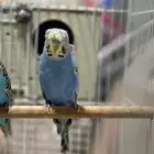 بادجي