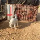 ذبايح حريات