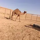قعود للبيع