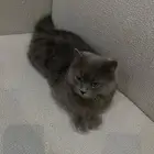 انثى اسكوتش عمر سنة