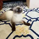 قطة انثى هملايا للبيع وبصحة ممتازه و أليفه