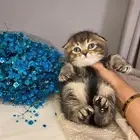 قطط للبيع سكوتش تربل فولد