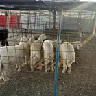 طليان حري فل شحم ذبايح