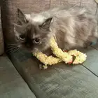 قطط لتبني