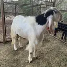 تيس فحل للبيع